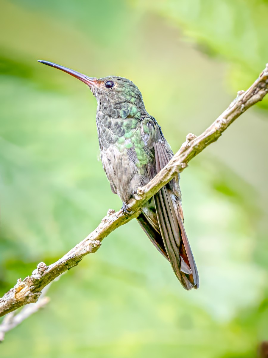 Rufous-tailed Hummingbird - ML615283448