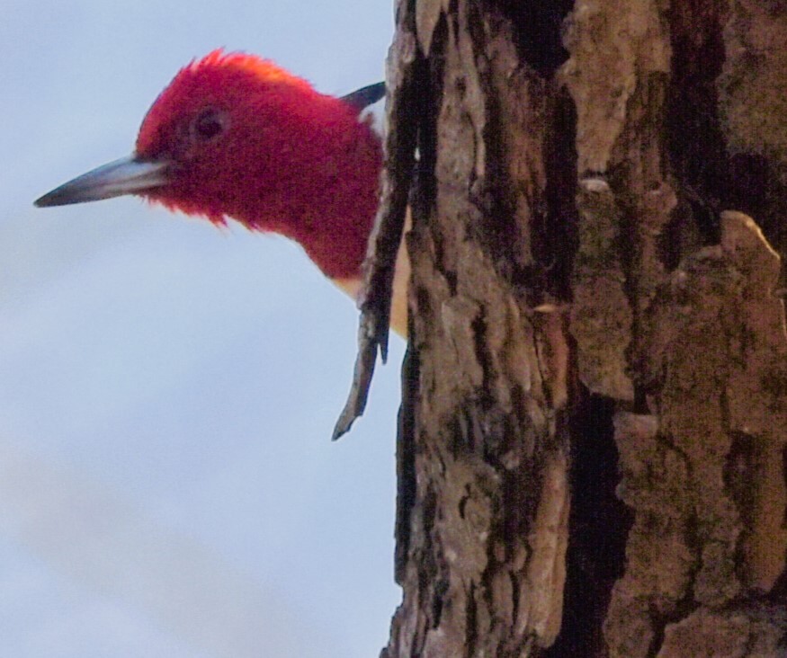 Red-headed Woodpecker - ML615283449