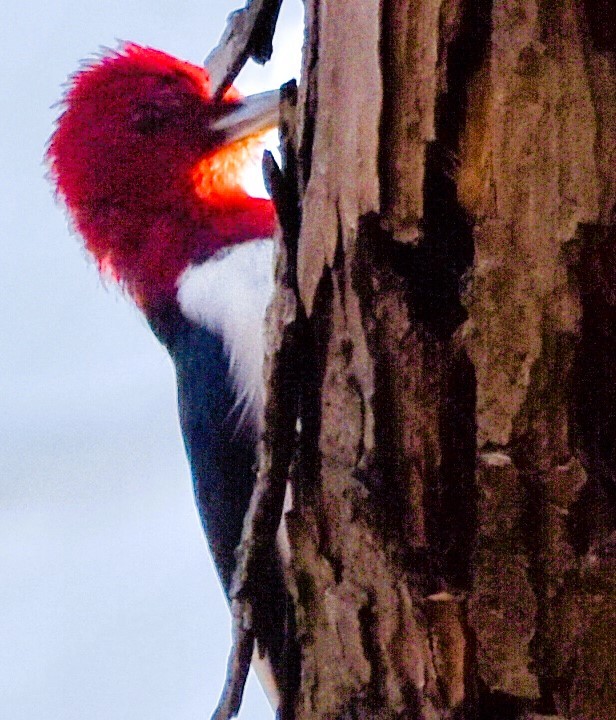 Red-headed Woodpecker - ML615283453