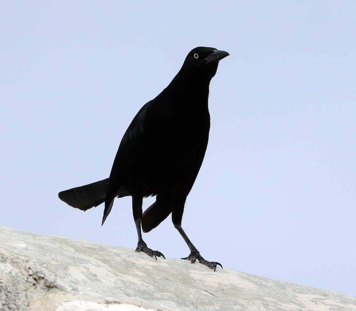 Great-tailed Grackle - ML615283620