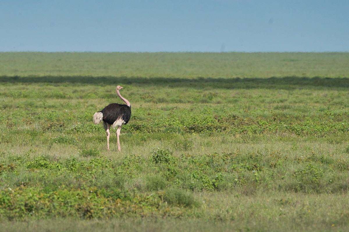 Common Ostrich - ML615283650