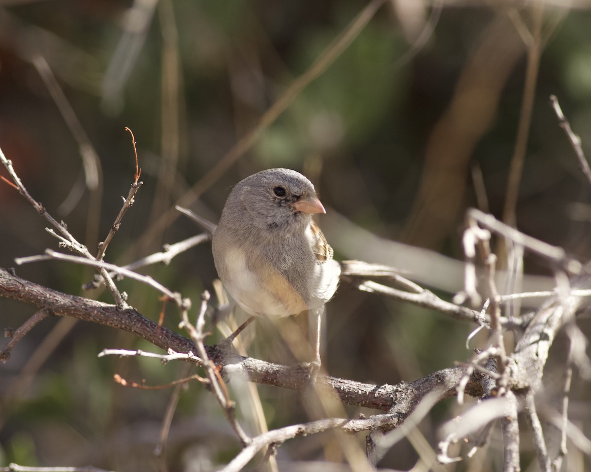 Black-chinned Sparrow - ML615283787