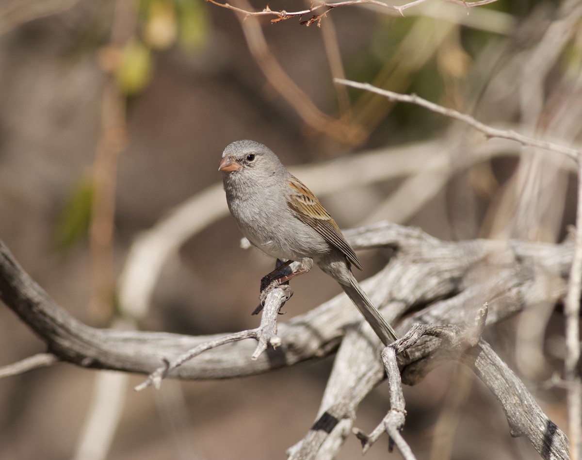 Black-chinned Sparrow - Dee Kuder