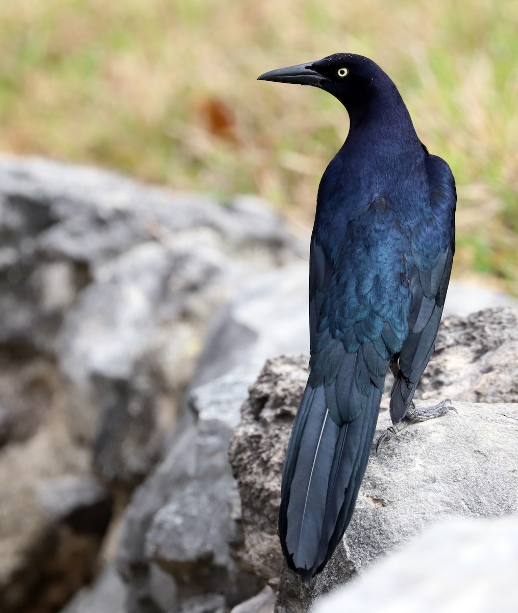 Great-tailed Grackle - ML615284289