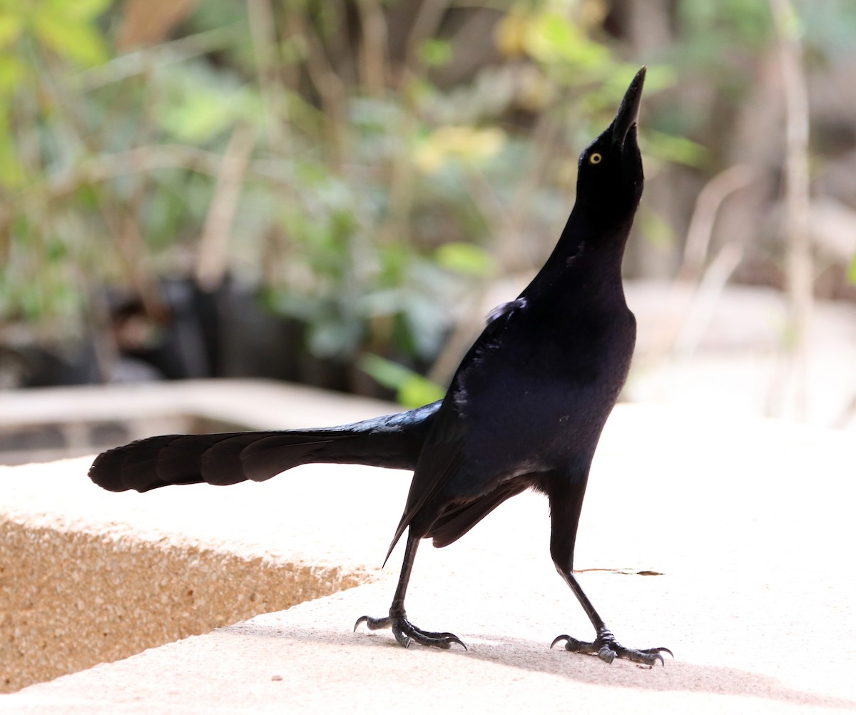 Great-tailed Grackle - ML615284290