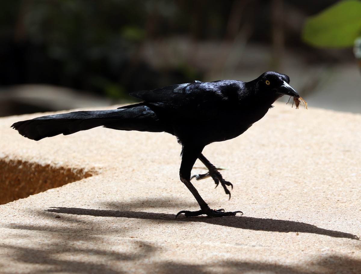 Great-tailed Grackle - ML615284292