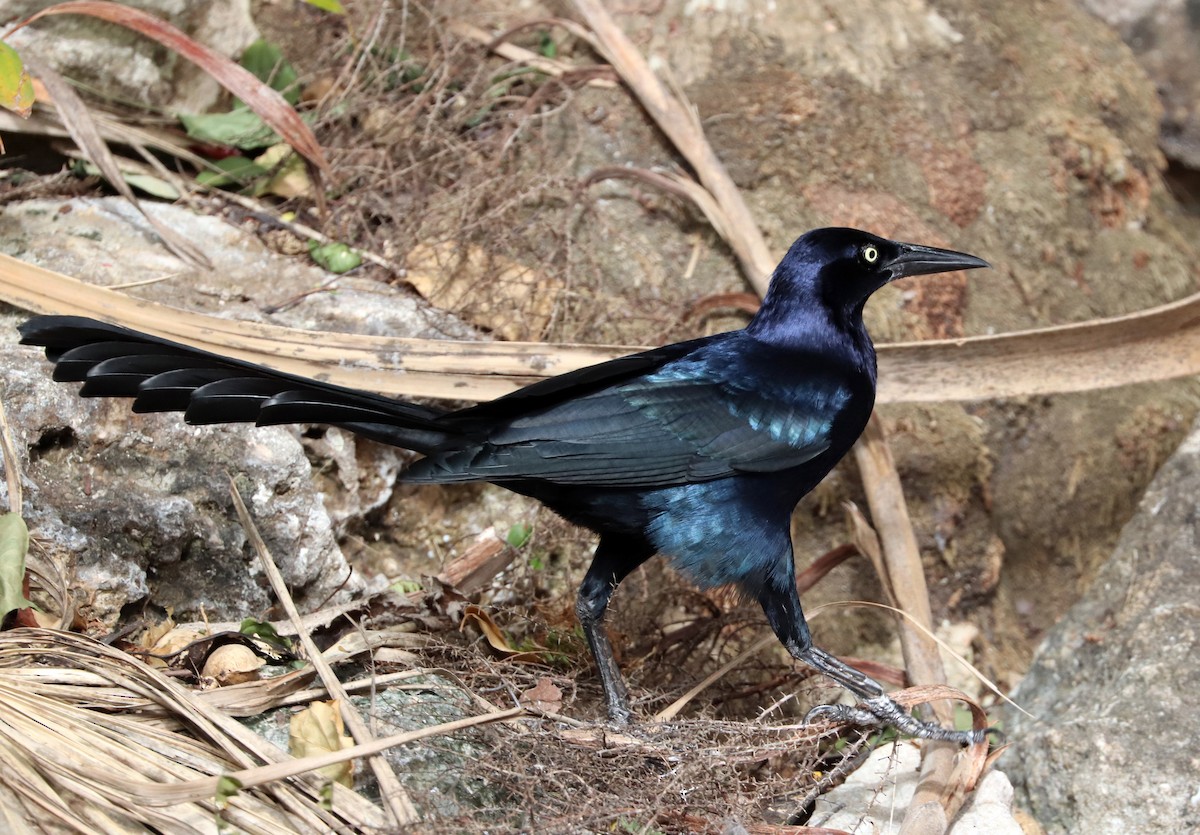 Great-tailed Grackle - ML615284293