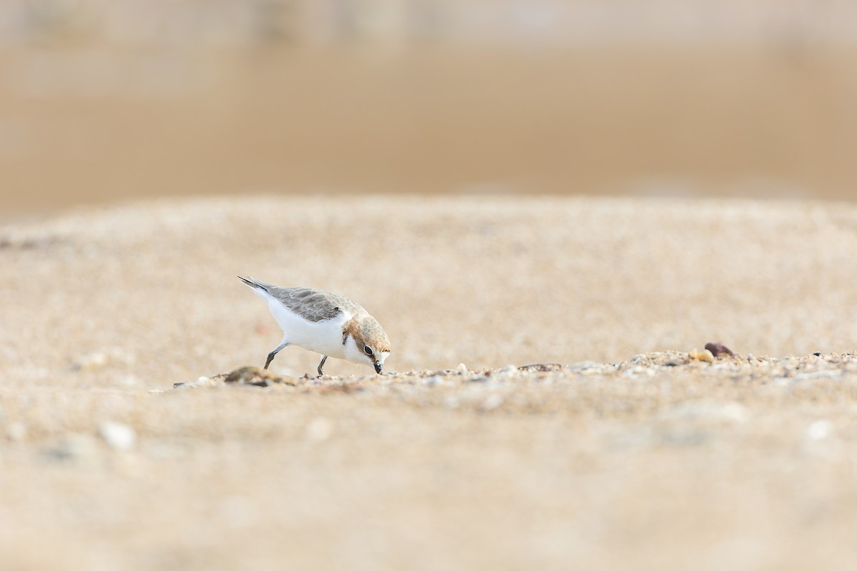 Red-capped Plover - ML615284295