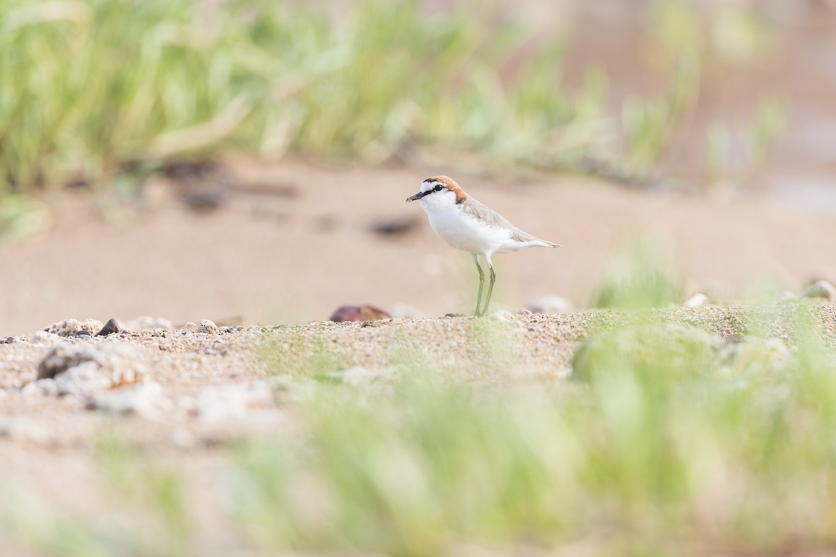 Red-capped Plover - ML615284296