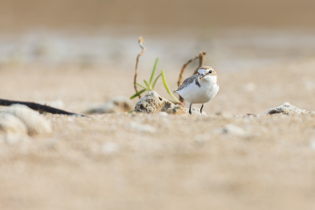 Red-capped Plover - ML615284297