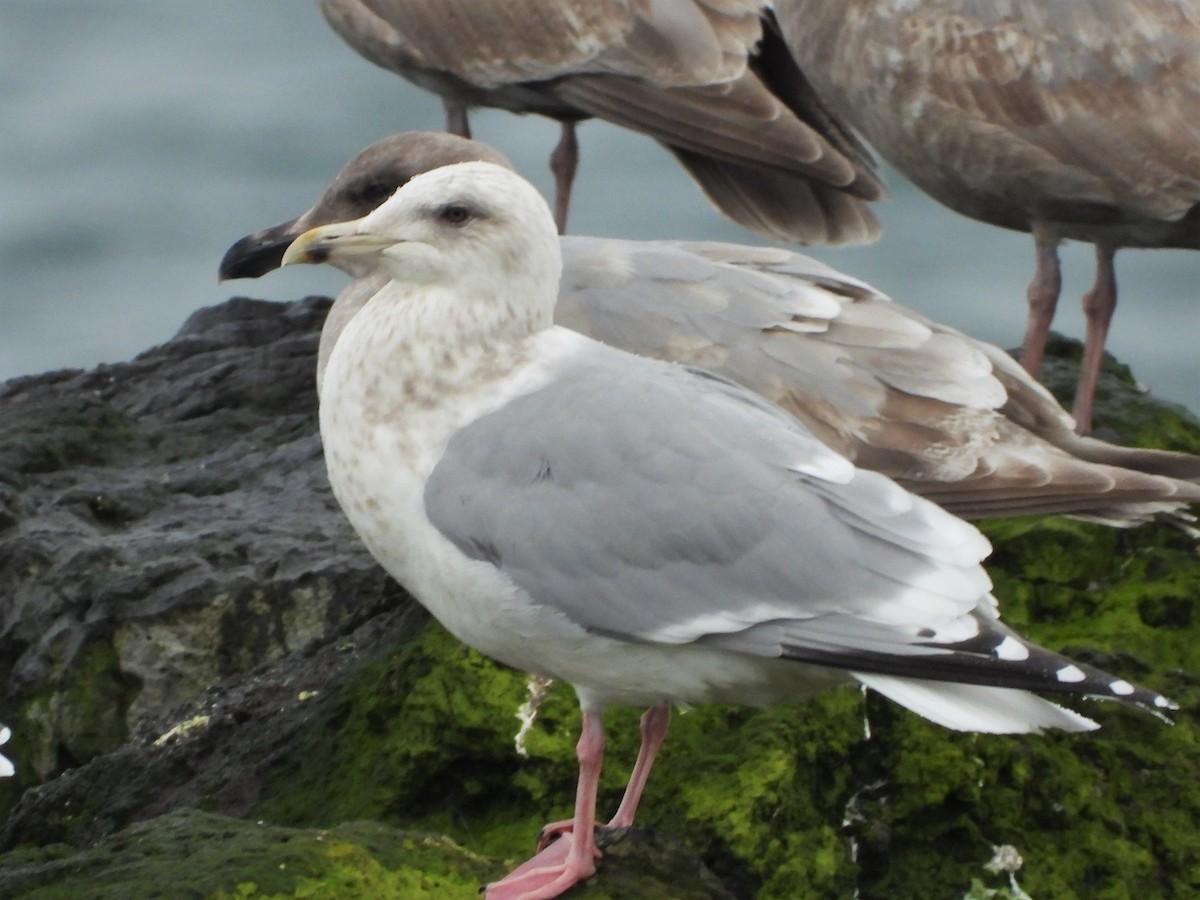 Iceland Gull (Thayer's) - ML615284300