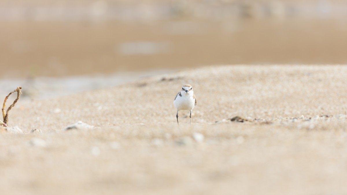 Red-capped Plover - ML615284302