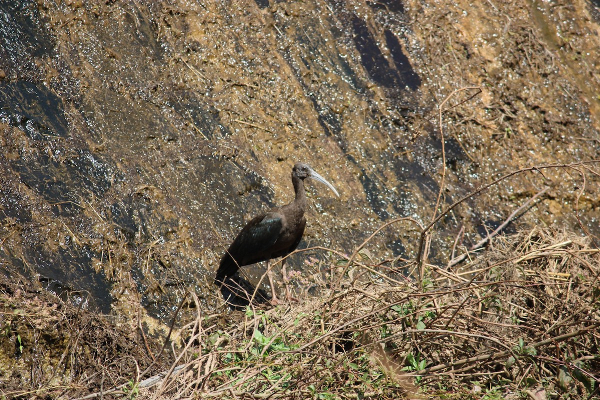 ibis hnědý - ML615284318