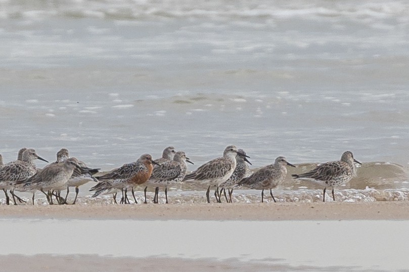 Red Knot - ML615284326