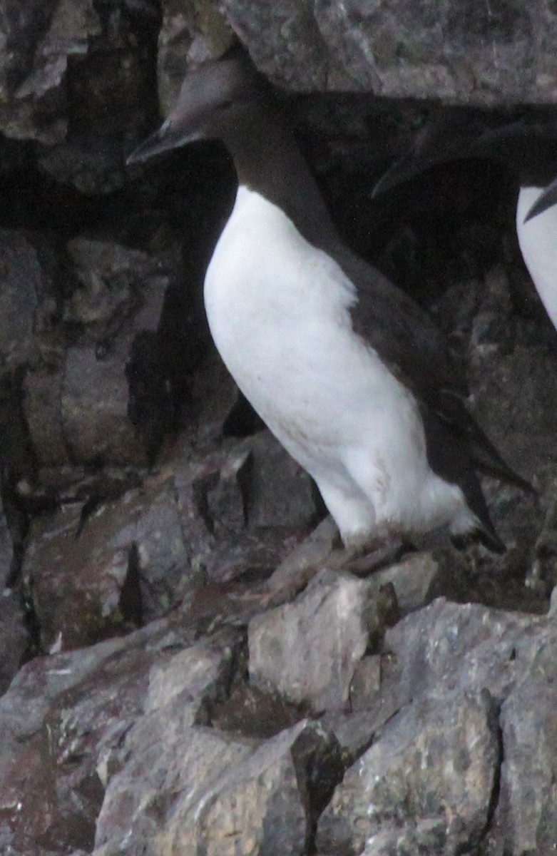 Thick-billed Murre - Todd Green