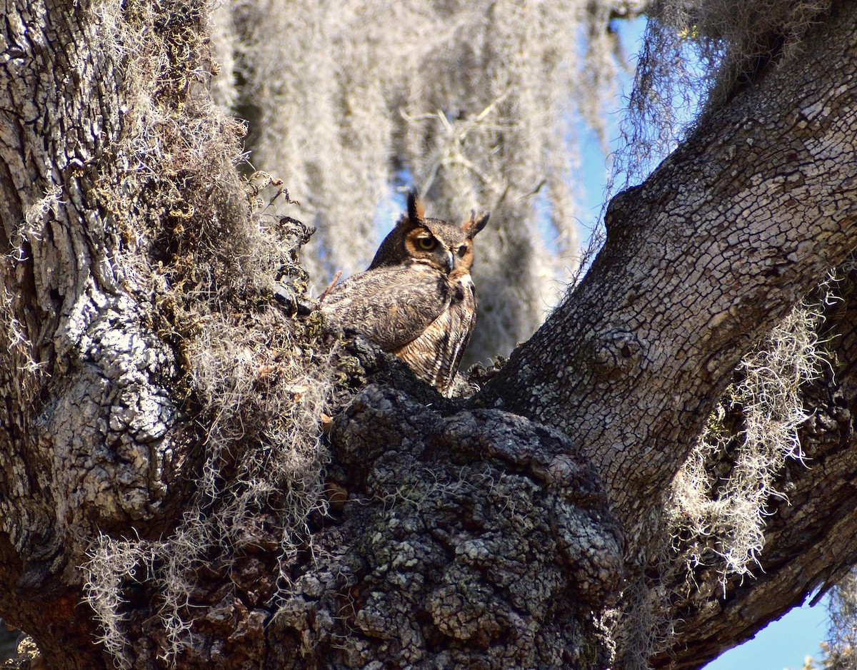 Great Horned Owl - ML615284748