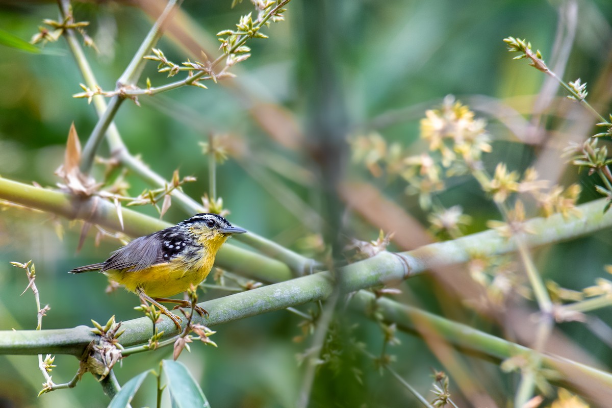 Yellow-breasted Warbling-Antbird - ML615285153