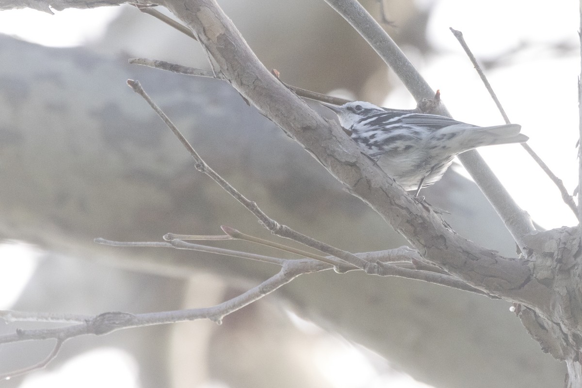 Black-and-white Warbler - ML615285170