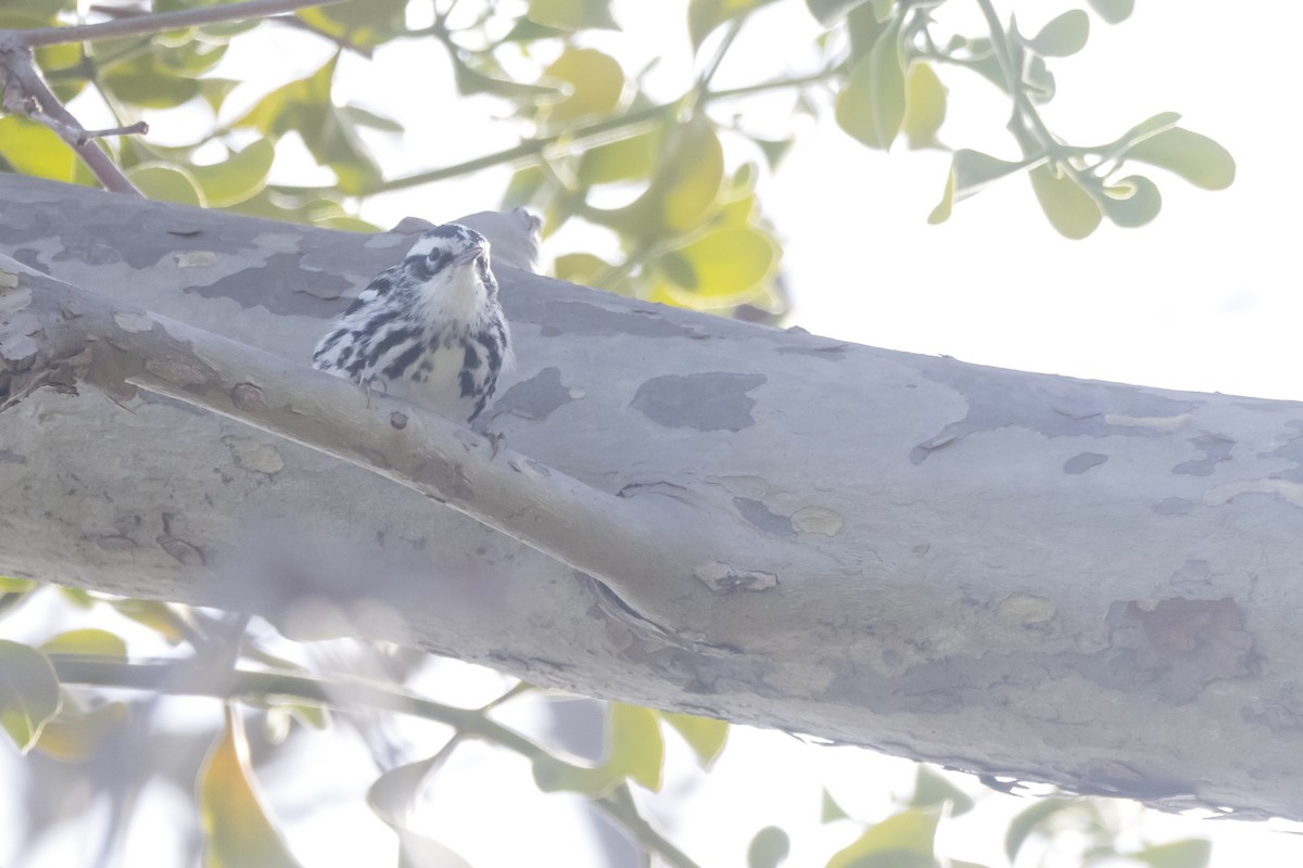 Black-and-white Warbler - ML615285172