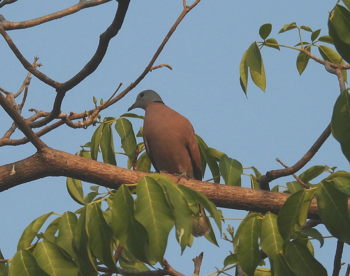 Red Collared-Dove - ML615285174