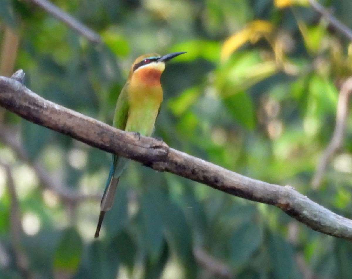 Blue-tailed Bee-eater - ML615285189