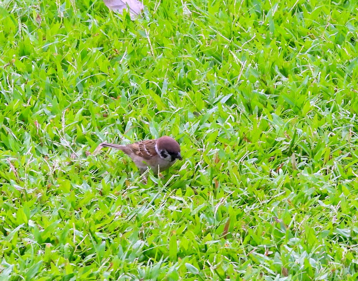Eurasian Tree Sparrow - ML615285262