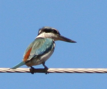 Red-backed Kingfisher - Mel Mitchell