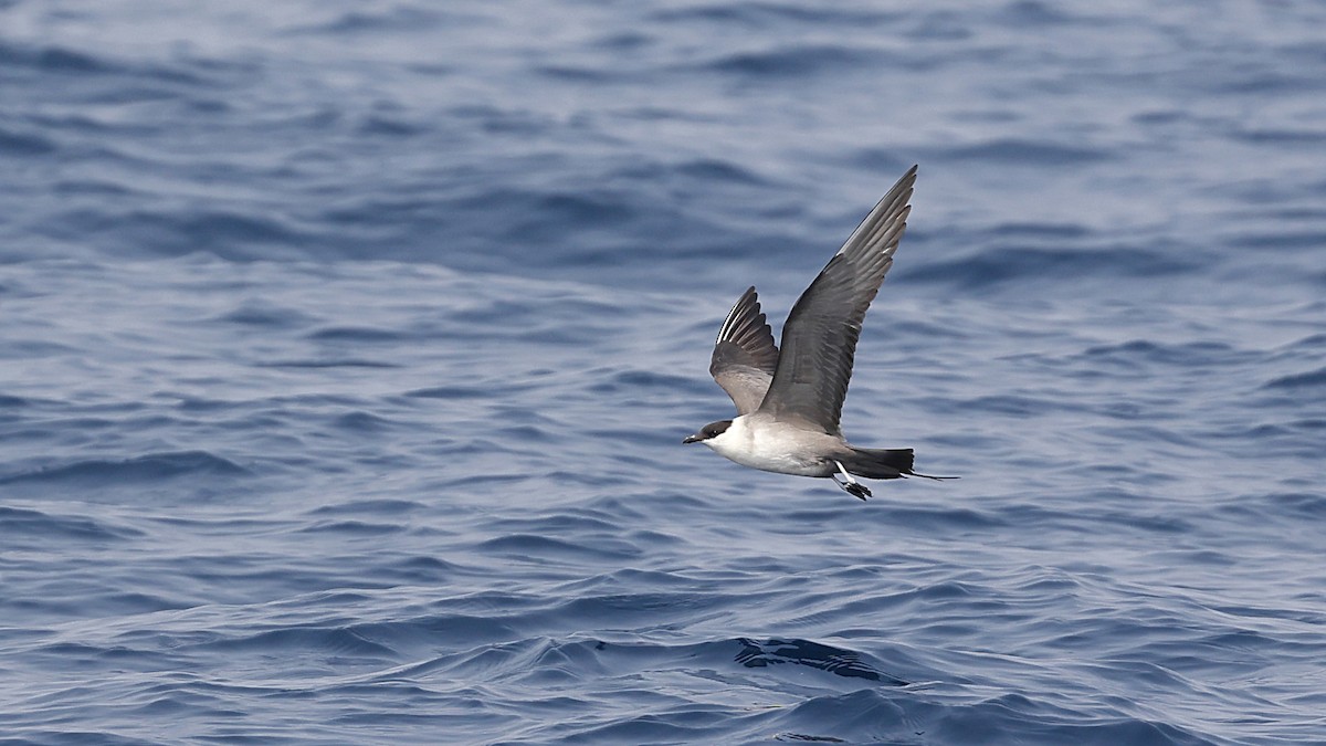Long-tailed Jaeger - ML615285490