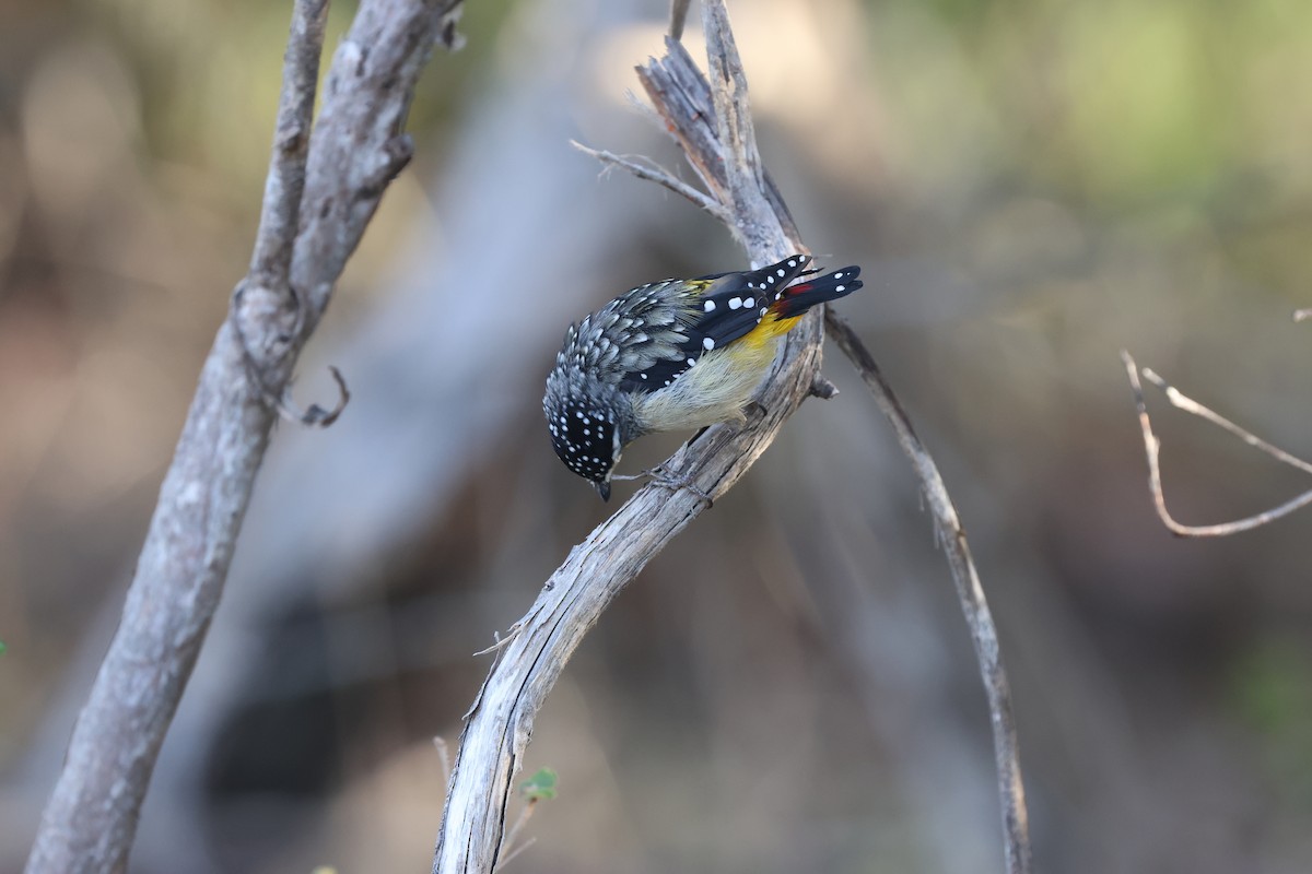 Spotted Pardalote - Andrew Crouch