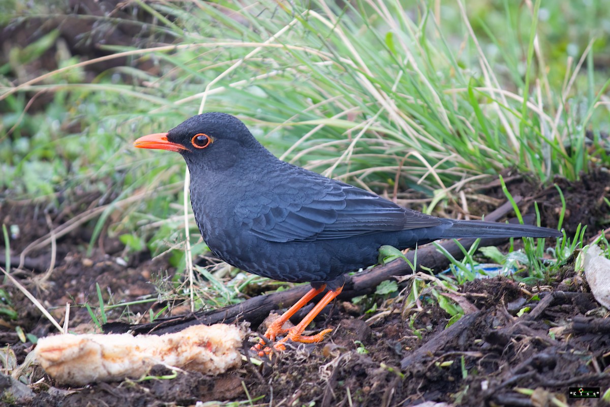 Indian Blackbird - Pubudu Udayanga