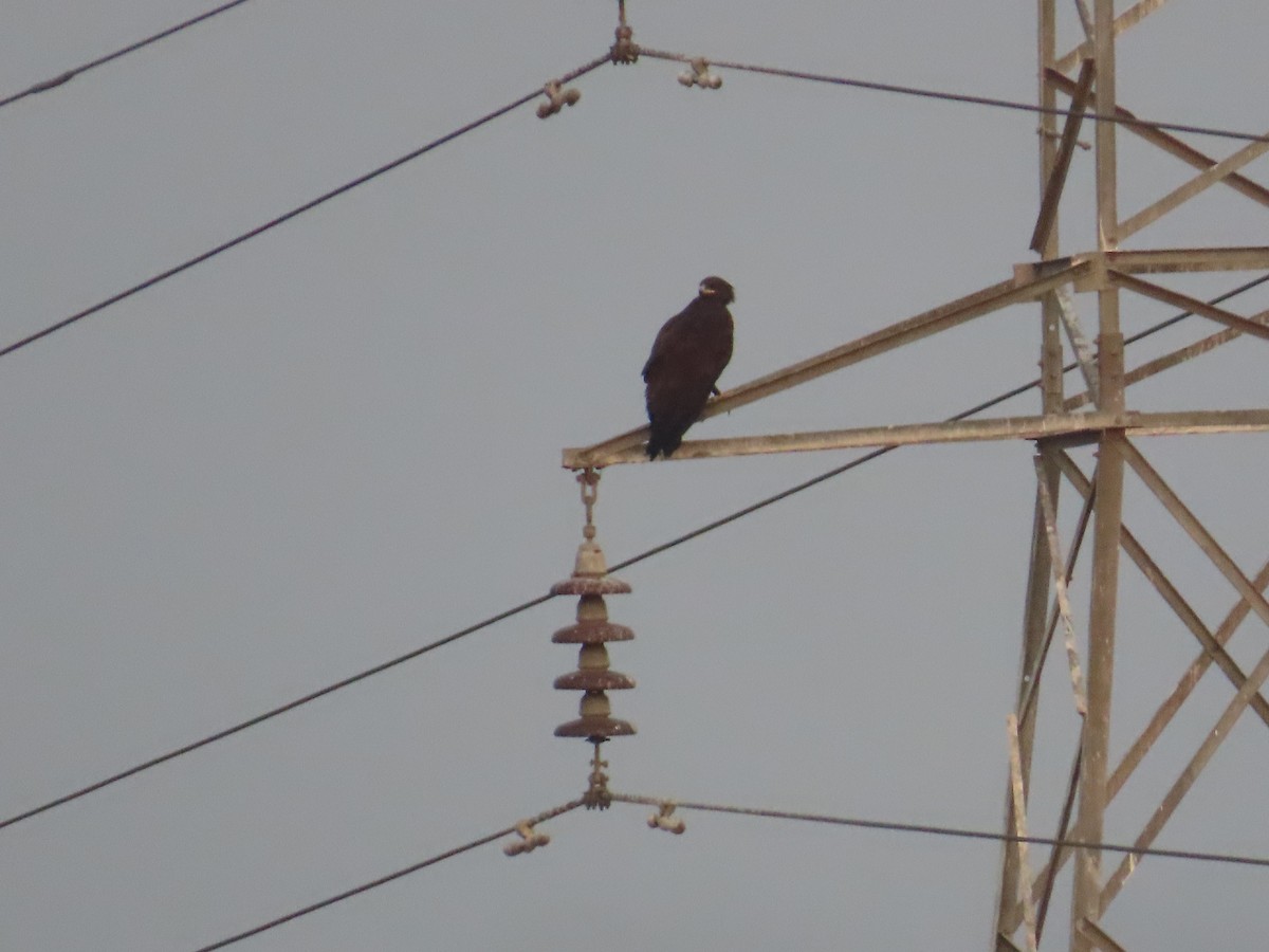 Greater Spotted Eagle - Manjula Desai