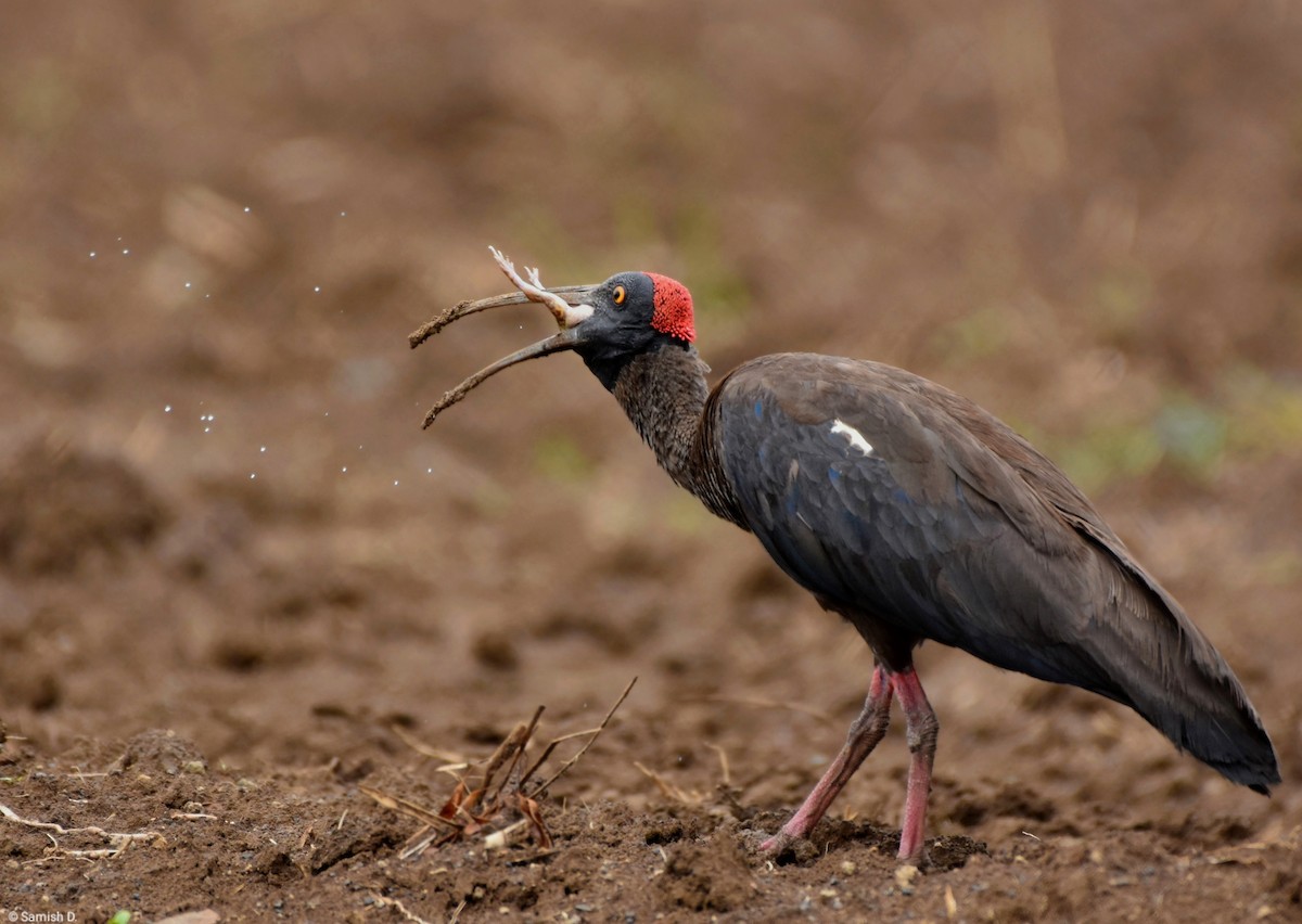 ibis bradavičnatý - ML615285889