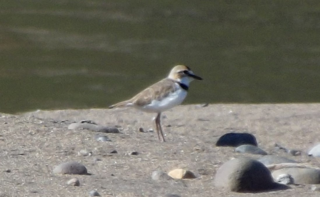 Collared Plover - ML615285908