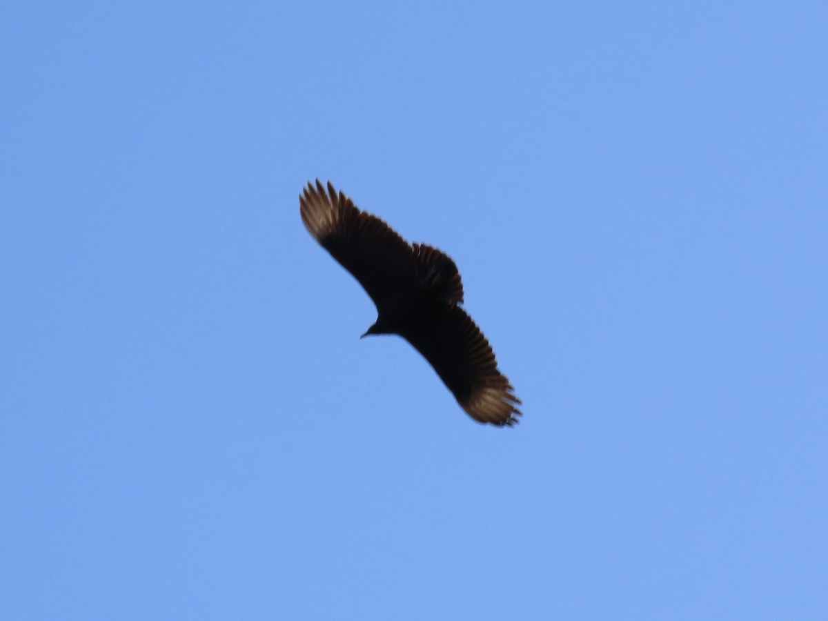 Black Vulture - ML615285912