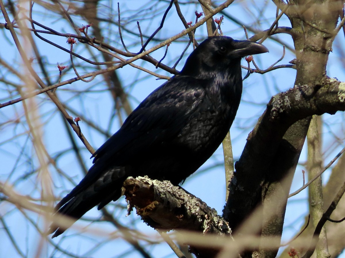 Common Raven - ML615285918