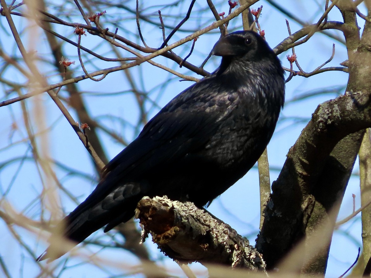 Common Raven - ML615285919