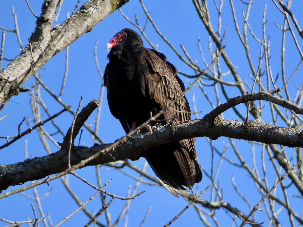 Turkey Vulture - ML615285929