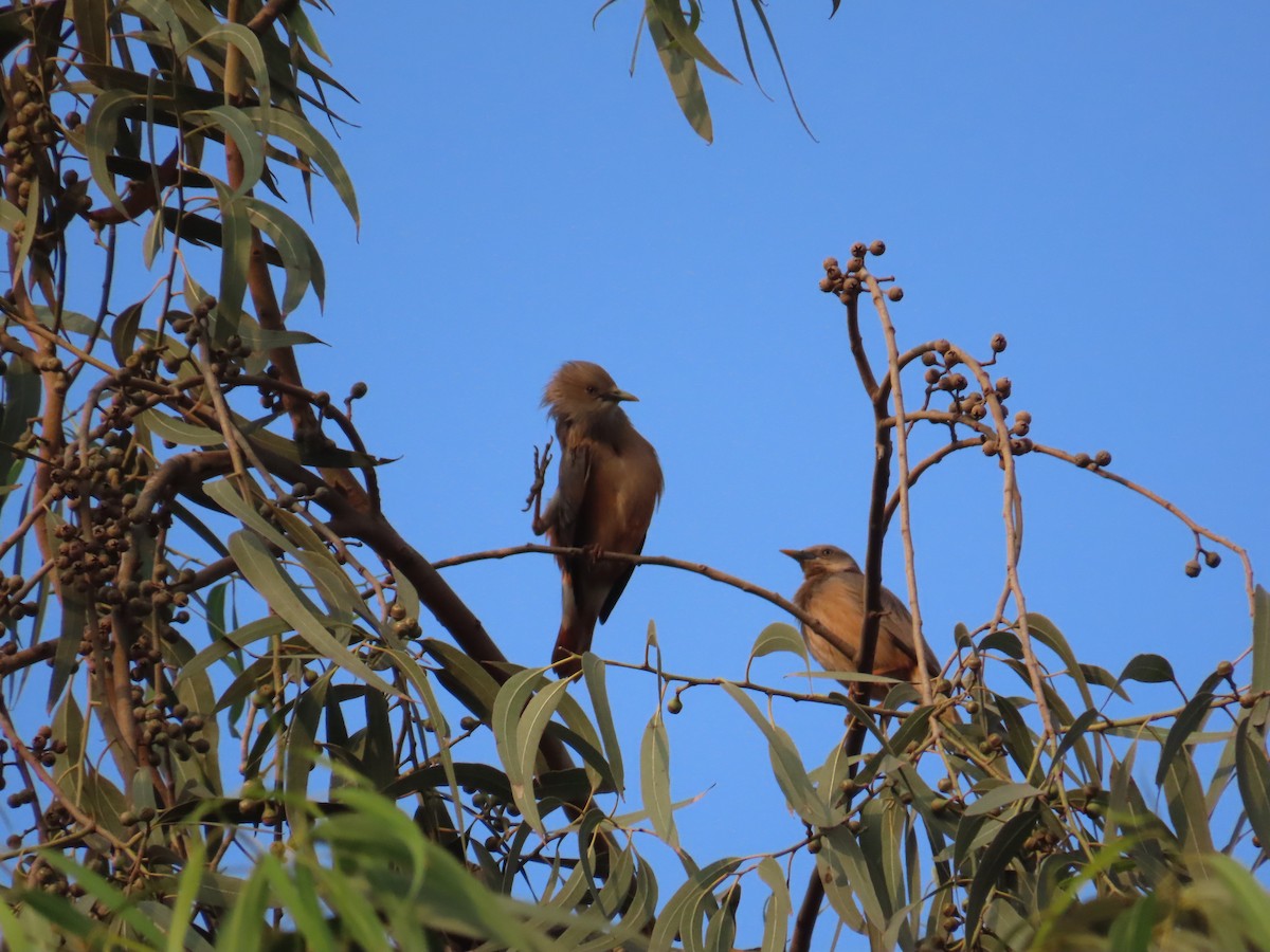 Chestnut-tailed Starling - ML615285951
