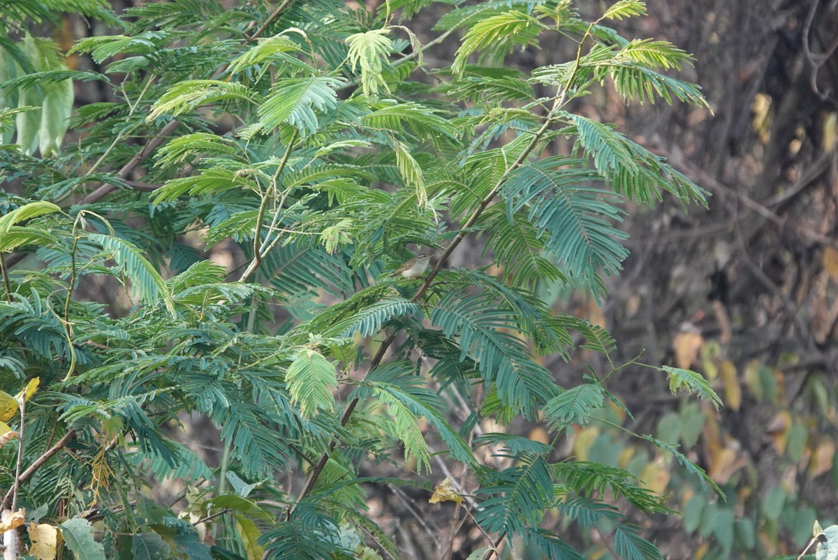 Sakhalin Leaf Warbler - ML615286057