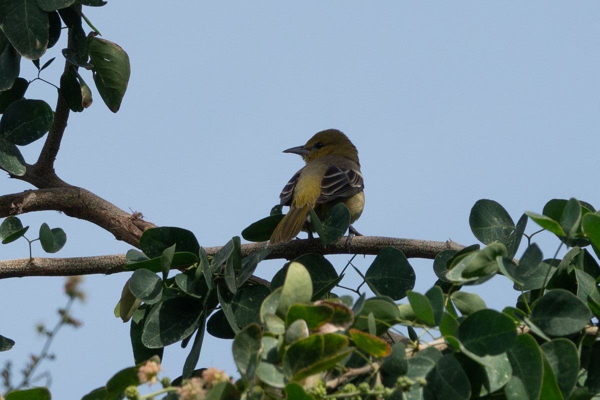 Orchard Oriole - ML615286161