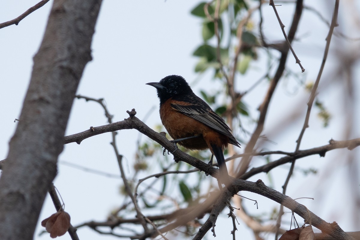 Orchard Oriole - ML615286162