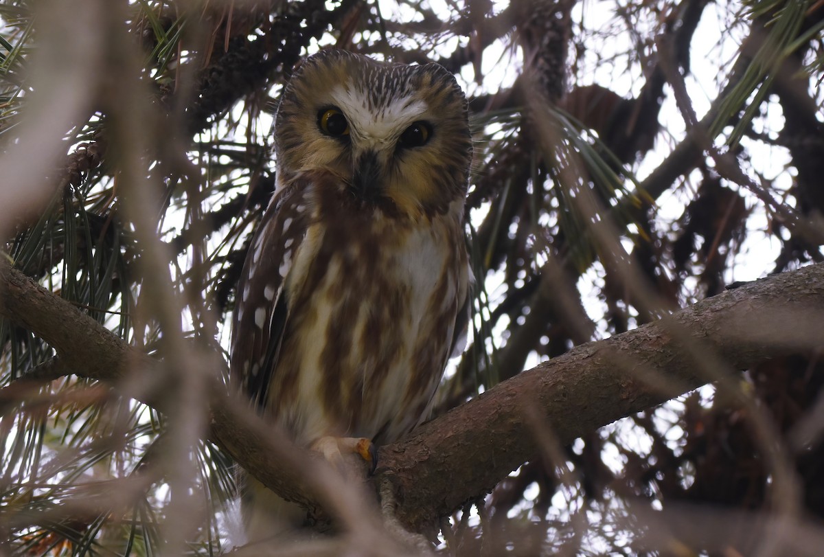 Northern Saw-whet Owl - Christopher Lindsey
