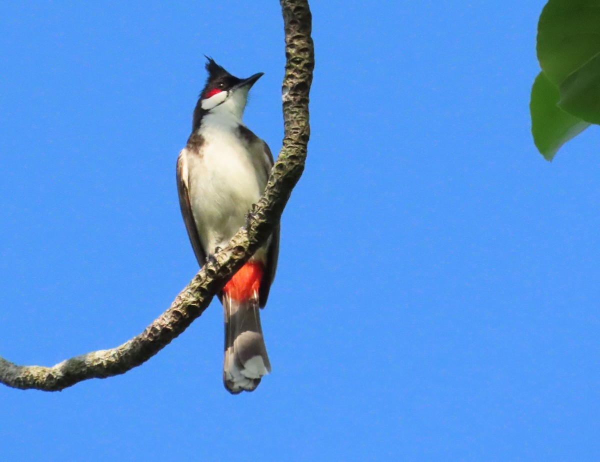 Red-whiskered Bulbul - Tammy Servies