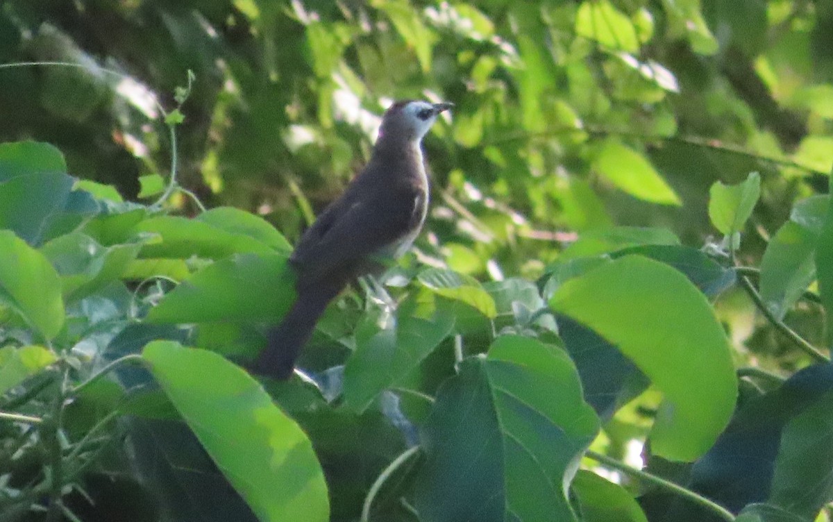 Yellow-vented Bulbul - Tammy Servies