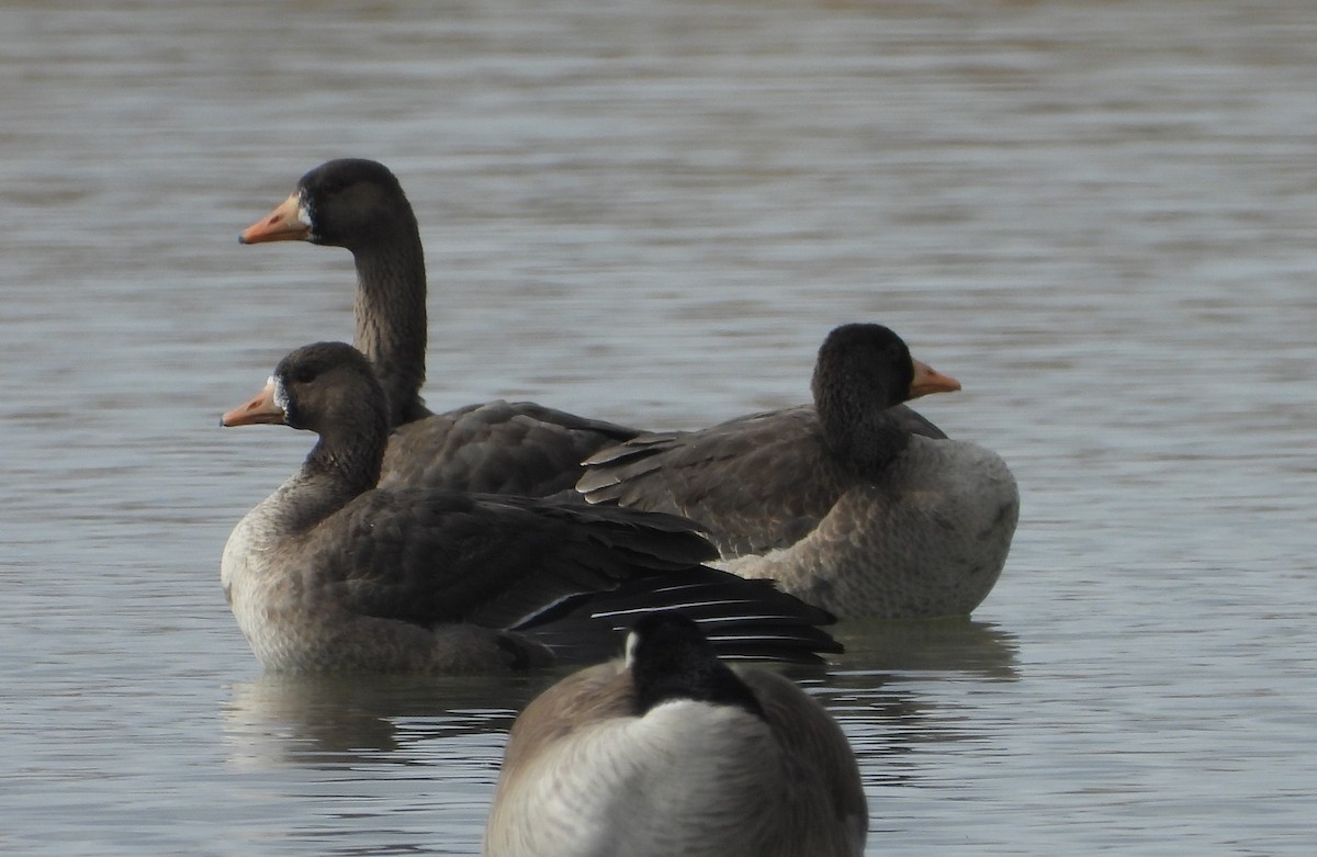 Greater White-fronted Goose - ML615286351