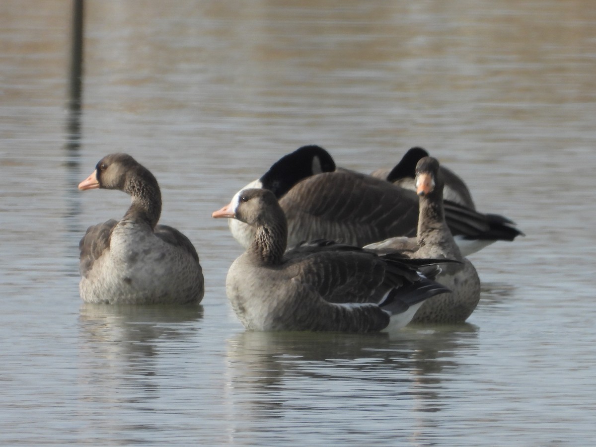Greater White-fronted Goose - ML615286352