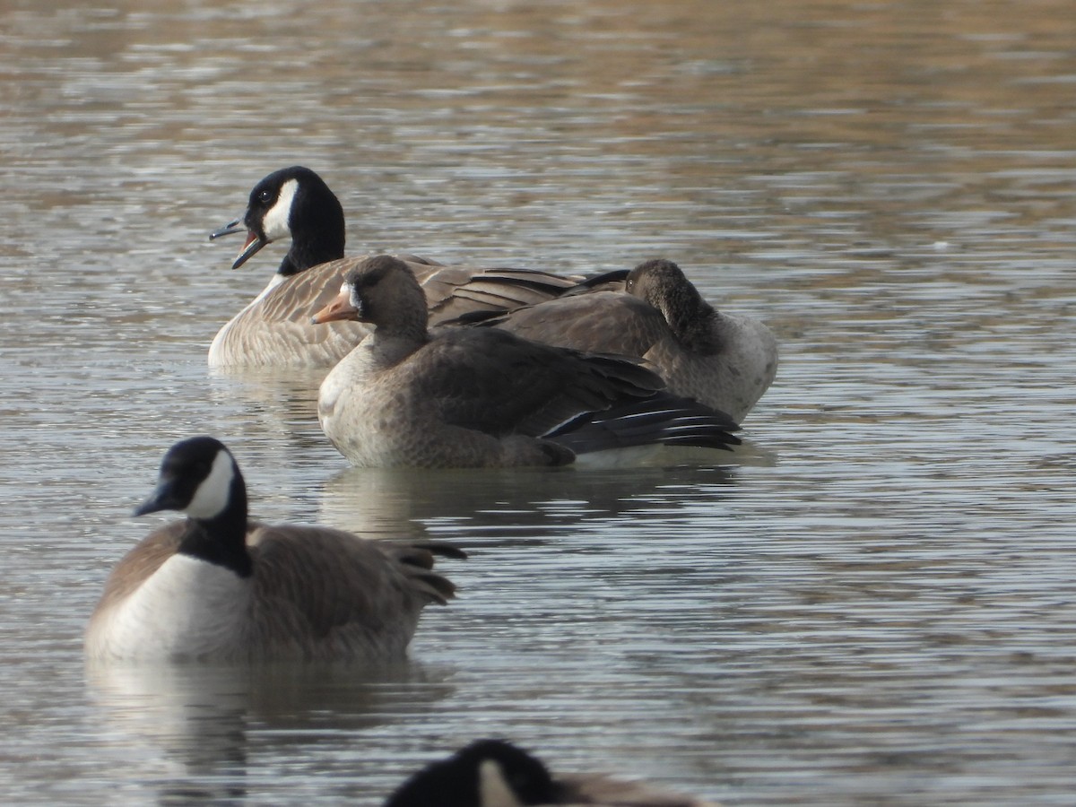 Greater White-fronted Goose - ML615286354