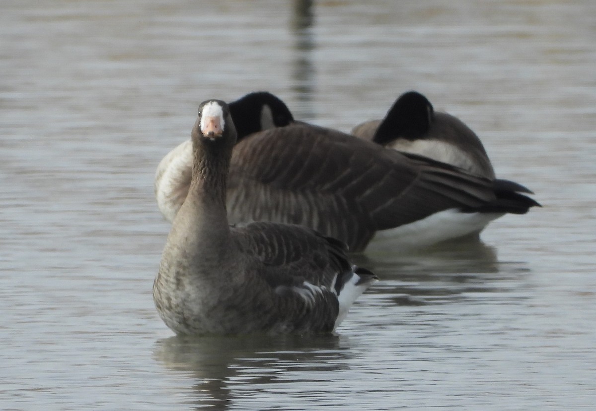 Greater White-fronted Goose - ML615286407