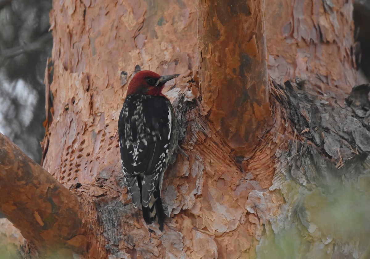 Red-breasted Sapsucker - ML615286466