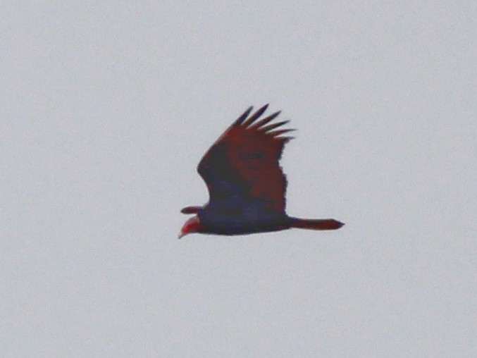 Turkey Vulture - ML615286478